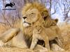 Yamasan Prime 3D Animal Planet Lion Finished 61 x 46 cm 500 Pieces 10386, Size /