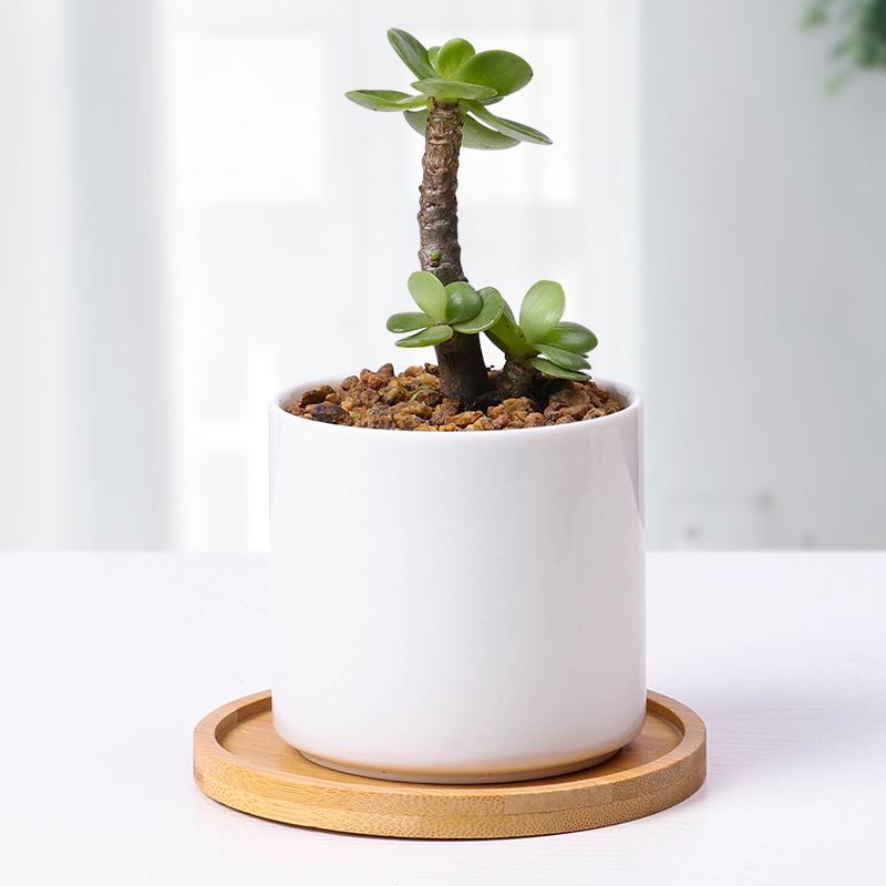Creative Bamboo Succulent Pot Tray - Rectangular Coaster & Water Catcher for Home Decor
