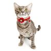 Colorful Cute Collar for Cats and Dogs Flower Bell Adjustable Collar with Bell Collar Pet Supplies 7 Colors Are Available