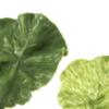 Plastic Fake Lettuce Leaves Green Realistic Salad Green Vegetables  Party Decoration