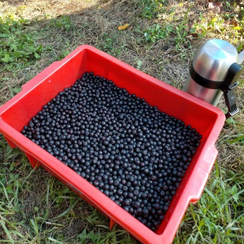 180 Hokkaido Aronia Tablets, Each Tablet Contains 235mg of Aronia Extract Powder, Aronia Supplement, Anthocyanin, Iron