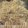 Natural Pet Nest & Feed Hay: Dry Straw for Chickens, Cattle, Sheep, Pigs, Ducks, and Dogs