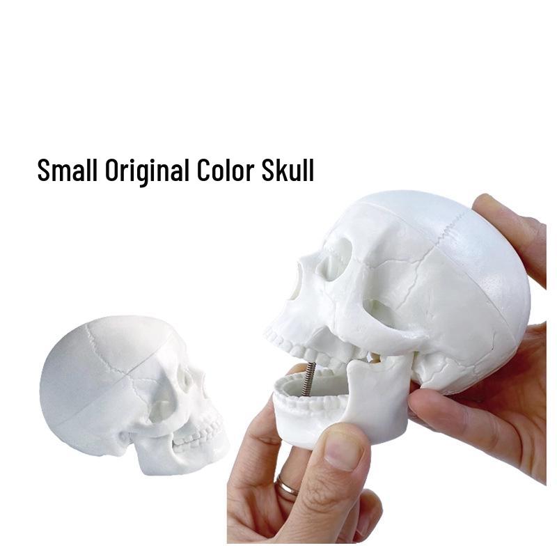 Mini Skull Model for Medical and Art Use - Human Cranium Skeleton Model