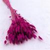 Suszony Lagurus - Dmuszek Jajowaty - Purpurowy