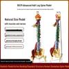 Adult 1:1 Human Spine Model for Chiropractic Practice - Cervical, Lumbar, and Skeleton Display