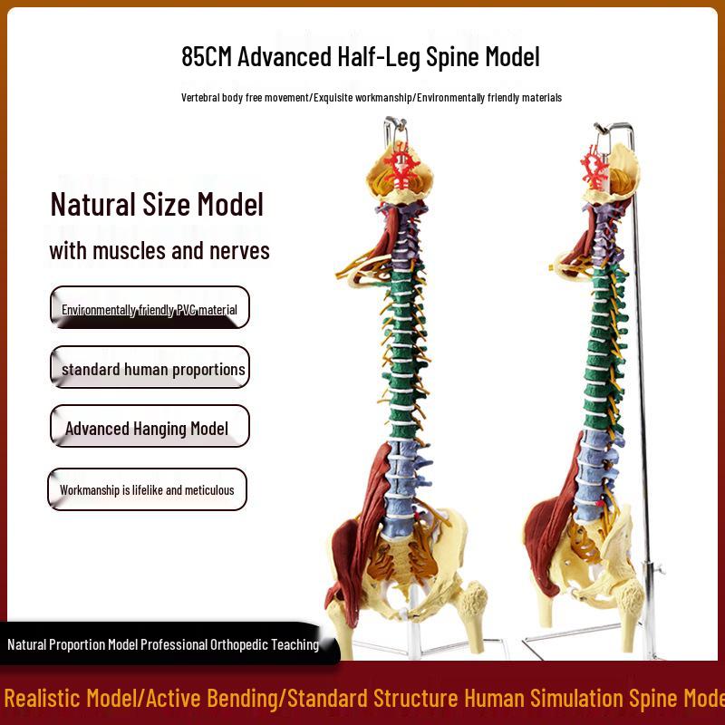 Adult 1:1 Human Spine Model for Chiropractic Practice - Cervical, Lumbar, and Skeleton Display