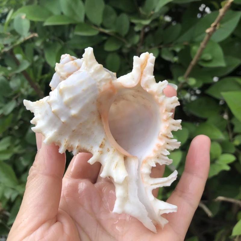 Eremitkräfta Ersättning & Snäcka Naturliga Snäckskal för Akvariumdekor