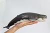 PNSO Growth Series 56 Leviathan Melvillei Libyatan Sperm Whale Family Leviathan Marine Animal Realistic Figure PVC Toy Model Dinosaur Lover Birthday