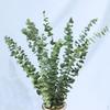 Eucalyptus à 10 Branches Fleur Séchée Plante Réelle Bouquet DIY