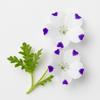 60 Semi di Nemofila Maculata (Nemophila maculata)