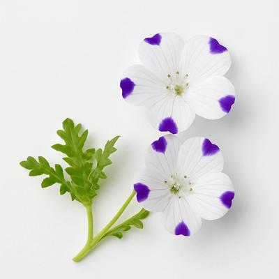 60 Samen Gefleckte Hainblume (Fünfpunkt-Nemophilie)