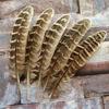 10 Pcs Beautiful High Quality 10-15cm/4-6inches Natural Pheasant Feathers 11 Colors Optional DIY Decorative