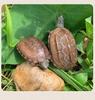 Golden Line Chinese Grass Turtle - Easy-to-Raise Omnivorous Pet for Outdoor Ponds