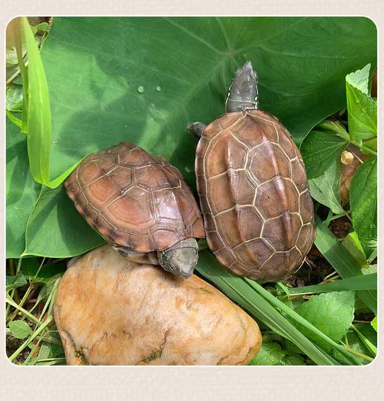Golden Line Chinese Grass Turtle - Easy-to-Raise Omnivorous Pet for Outdoor Ponds