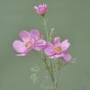 Elegant Design Artificial Cosmos Flower Branch 77CM Length Fake Flowers  Wedding Decor