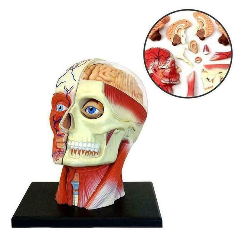 Vysoce kvalitní model lidské lebky s mozkem pro přesné lékařské a školní vzdělávání