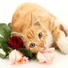 Painting Diy Full 5d Diamond Round Square Drill Rhinestone Cat Diamond Embroidery Picture Cross Stitch Handmade Home Decor Gift