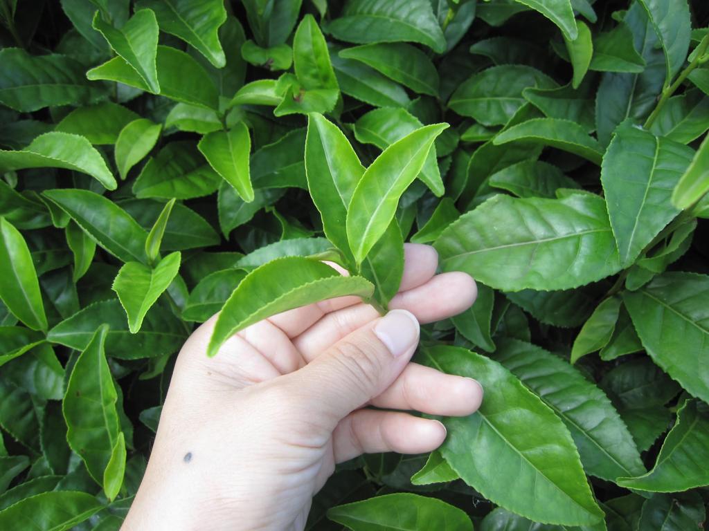 Marukyu Koyamaen Matcha Isuzu 100g bag