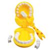 New Interactive Dental Model Toy - Small Doctor Playhouse Accessory