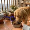 Lebensmittelechte Haustierfütterungslöffel Rutschfester Katzen-Snackspender Niedliche Pfotenform Haustierfutterlöffel Reise