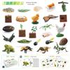 Comprehensive 25 Piece Insect Life Cycle Card Set Including Vibrant Pvc Insect Models