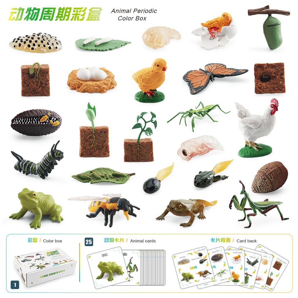 25 Simulated Insect Growth Cycle Card Set Plant Bee Butterfly Frog Mantis Model Ornament Toy