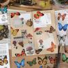 Haustier Schmetterling Flüstern Aufkleber: 3D Florales Journal & Handyhüllen Dekor, Wasserdichtes Dekorationsmaterial