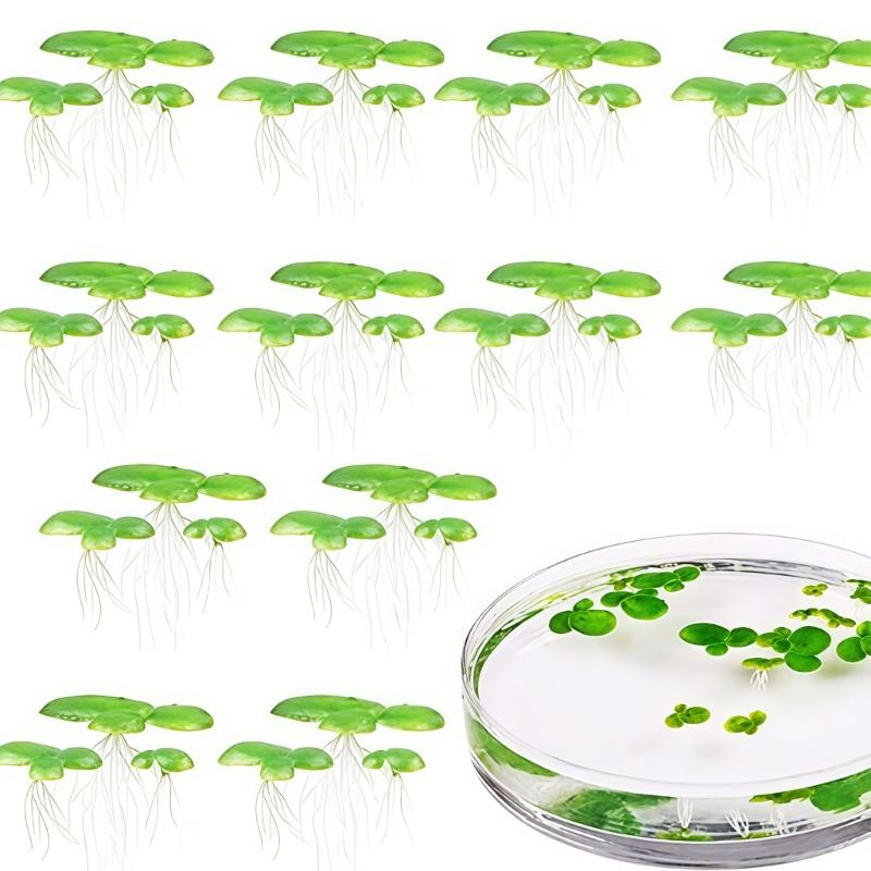 

2 Pack Plastic Fish Tanks Floating Decorations Floating Duckweed Aquarium Breeding Decoration 1
