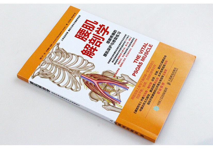Psoas Anatomy & Pain Relief Exercises