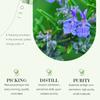 SADOER Rose Essential Oil Kamille Rosemary Lavendel Essence fukter låser vann og forskjønner hudtone Hudpleie