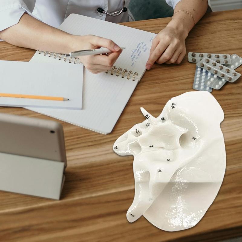 Human Skeleton Anatomical Model Temporal Bone Model Teaching Aid Human Ethmoid Bone Model for Science Class
