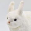 Snow Hare No.4671