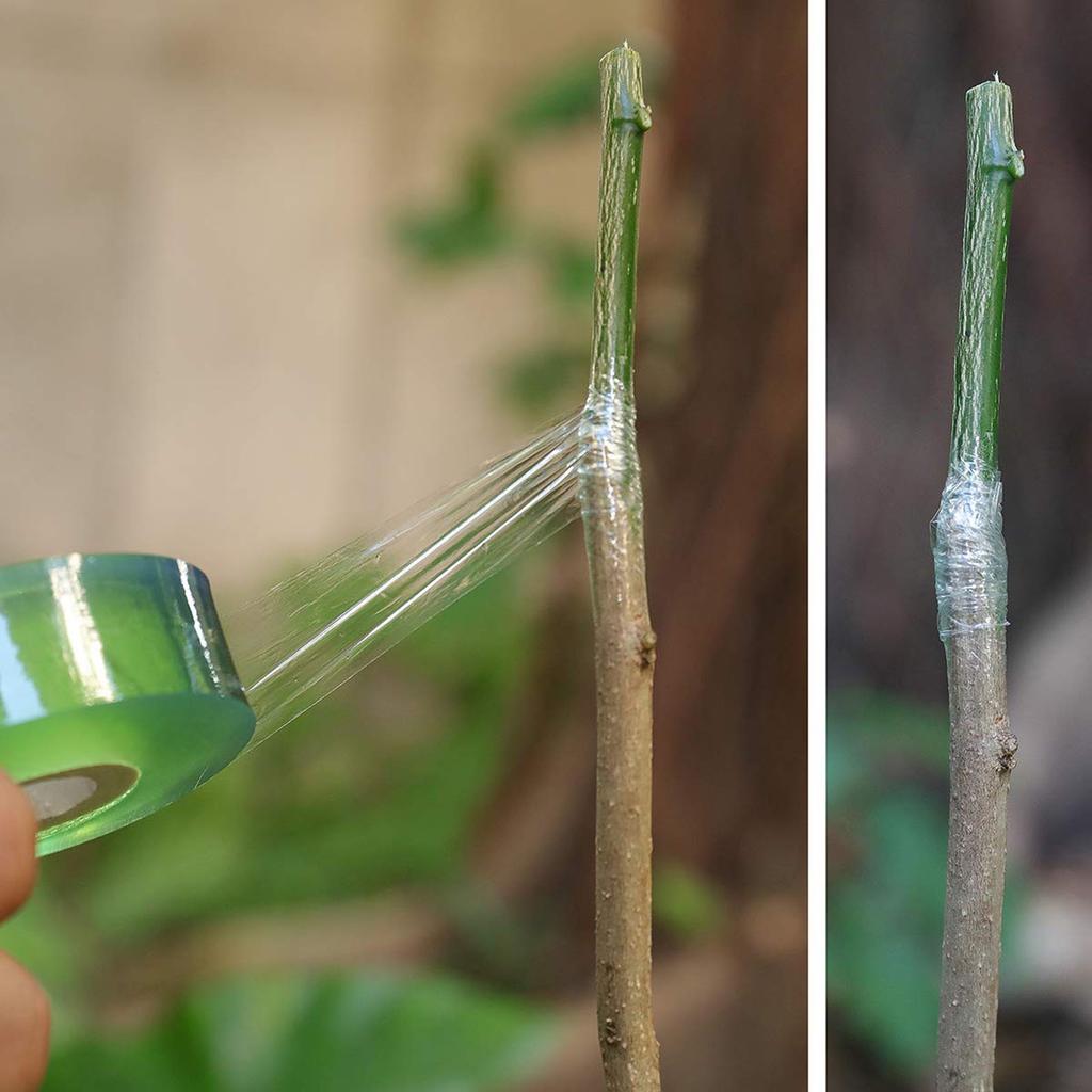 3pcs Grafting Tape Professional Stretchable Self Adhesive Plants Repair Budding Tapes for Floral Fruit Tree