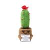 1PC Finished Woven Creative Gift Desktop Ornament for Friends Cactus Handicraft Positive Energy Crochet Potted Hand-Knitted