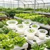 Hydroponic Vegetable Seedling Planting Basket Round Plant Growing Net Nursery Pots Garden Plants Soilless Plastic Basket Holder