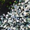 Natural Agate Gravel Crystals: Small Gemstone Particles for Decoration & Landscaping