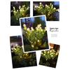 Solar LED Gardenia Light: Waterproof Outdoor Lawn Decoration with Ground Stake