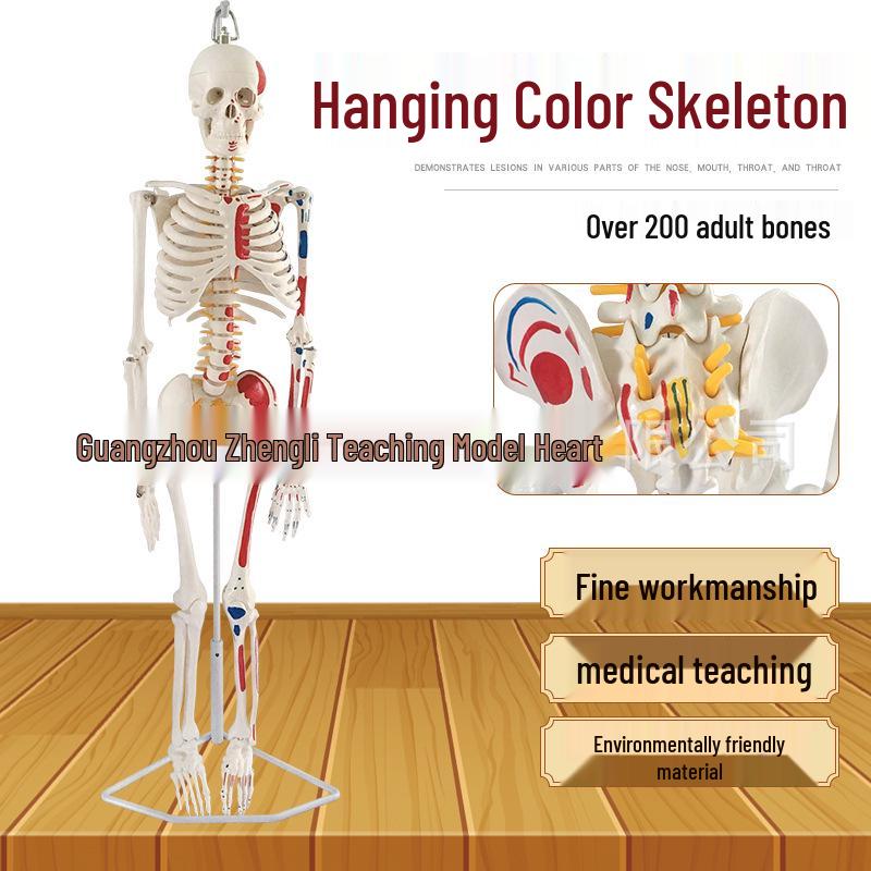 85CM Human Skeleton Model with Nerves & Discs: Medical Skeleton, Spine, Nerve, & Vertebral Column Model 85CM