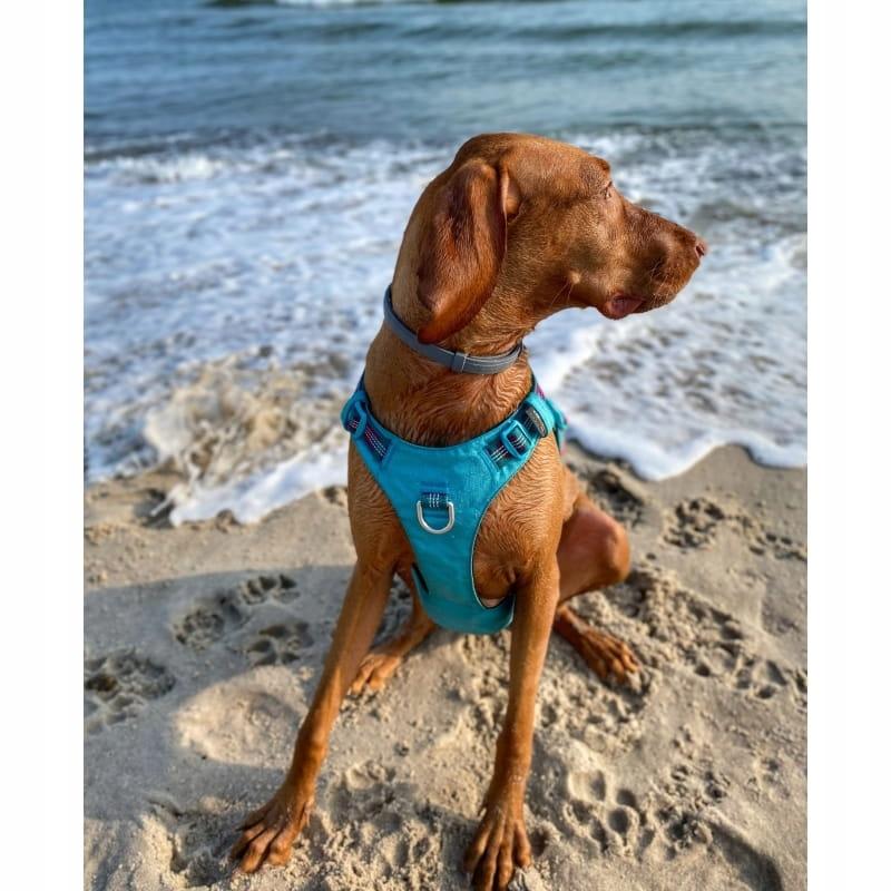Błękitne szelki dla psa adventure dog truelove xs