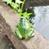 1pc/5pc Micro Landscape Simulation Frog Ornaments Gardening Bonsai Succulent Decorative Landscape Accessories Indoor And Outdoor