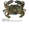 Women Hair Clip Crab Design No Damage To Hair Mini Hairpin Thick Thin