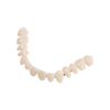 Make Your Own Dental Teeth Teaching Model Firm Dental Training Models  Fixing Broken Tooth