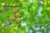 Sekai Bisyoku Tankyu World Gourmet Exploration Raw Walnuts USA LHP 1kg