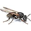 BSI - Powerful Wasp or Hornet Trap - Professional - Effective On Asian Hornets - Natural and Reusable