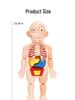 DIY Human Organ Model Kit: STEM Science Toys for Kindergarten Early Education