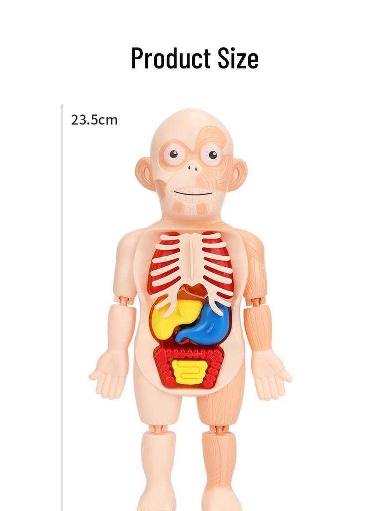 DIY Human Organ Model Kit: STEM Science Toys for Kindergarten Early Education