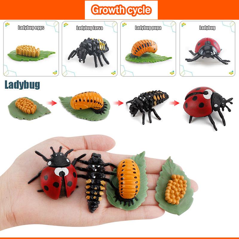 Toys Model Educational Simulated Animal Card Set Insect Plant Growth Cycle Cognitive Montessori Parish Home Open Learning Kids