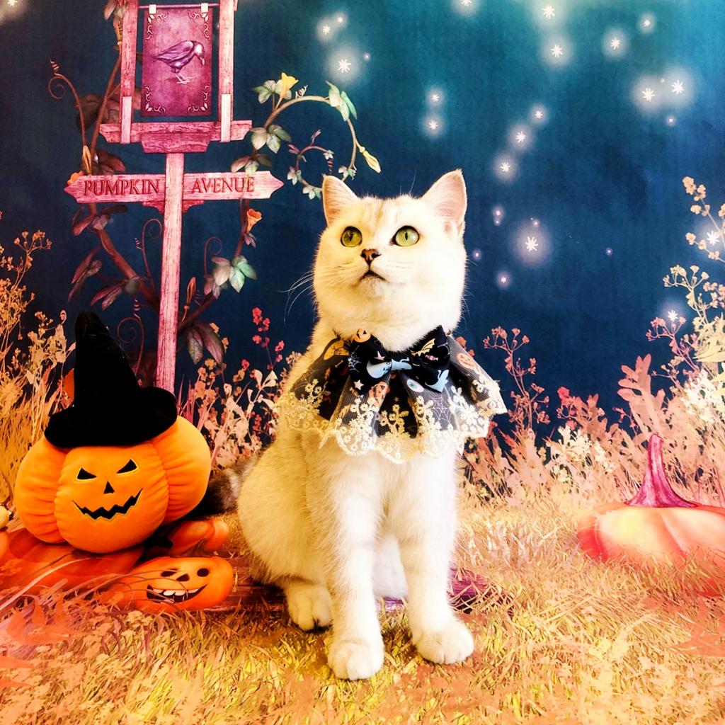 Halloween Pet Puppy Lace Scarf Holiday Collar for Cats Dogs Lace Pet Drool Towel Pumpkin Snowflake Holiday Decoration Supplies