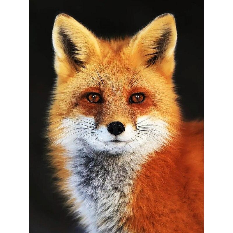 

Новый 5D DIY алмазная живопись красная лиса Алмазная вышивка животные вышивка крестиком полная круглая дрель домашний декор ручной художественный подарок Full Round 30x40CM