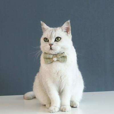 Kedi – Kedi Boyunluk ve Tasmaları